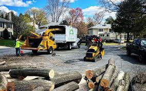 Roanoke, IN Tree Removal Services Company